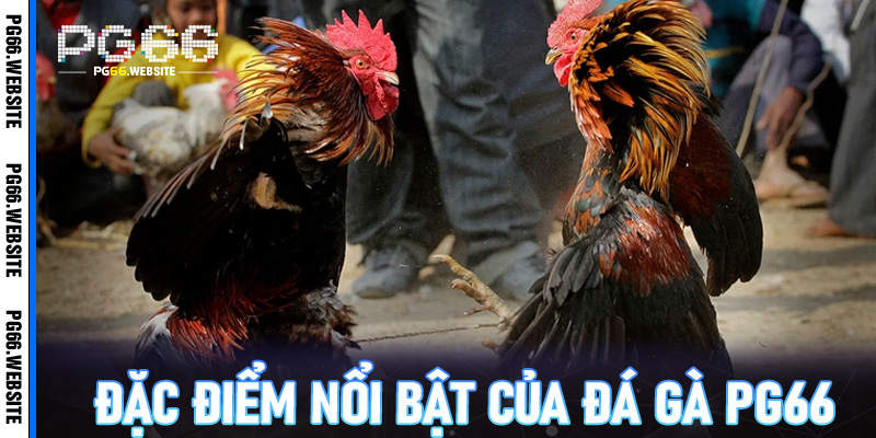Đặc điểm nổi bật của đá gà PG66