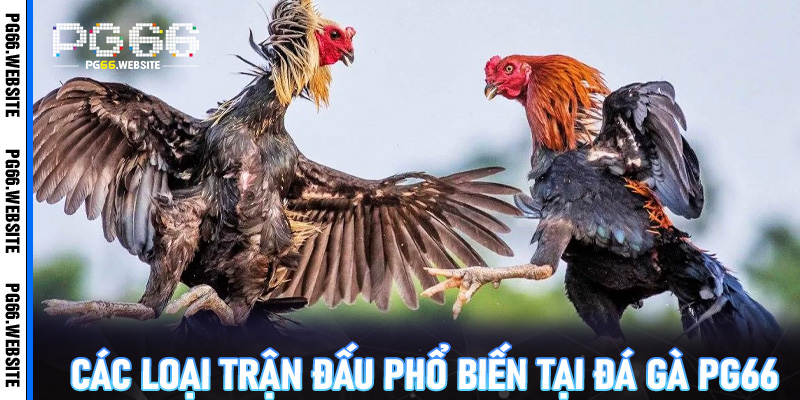 Hướng dẫn tham gia đá gà PG66